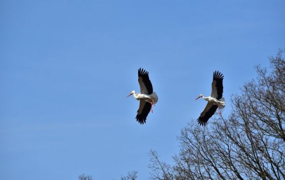 ����������� ����� ������ �������� � ������ � ������