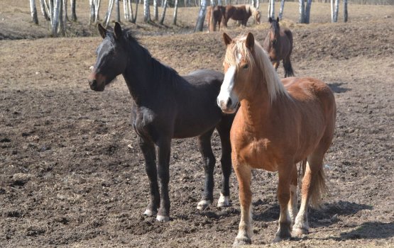 ��� �����: ��������� ���� � ����