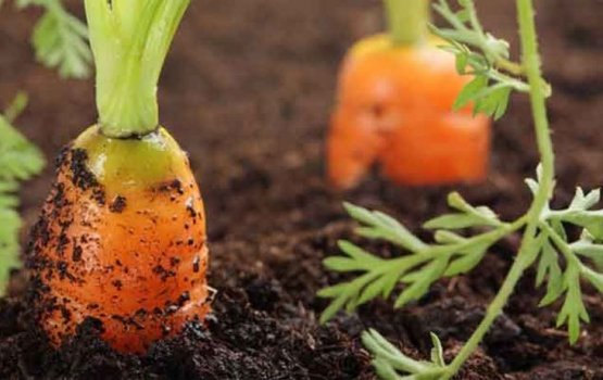 ��������� ������ ������� ������� � ������� �������