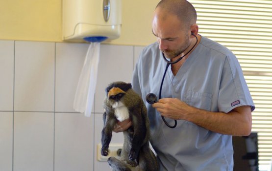 � ����������, ����������!