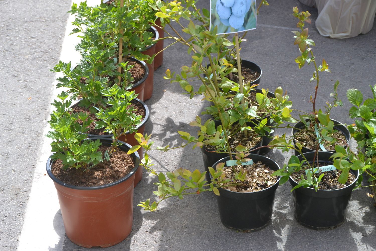 ����������� ������������ ��������� ����� ������� ������