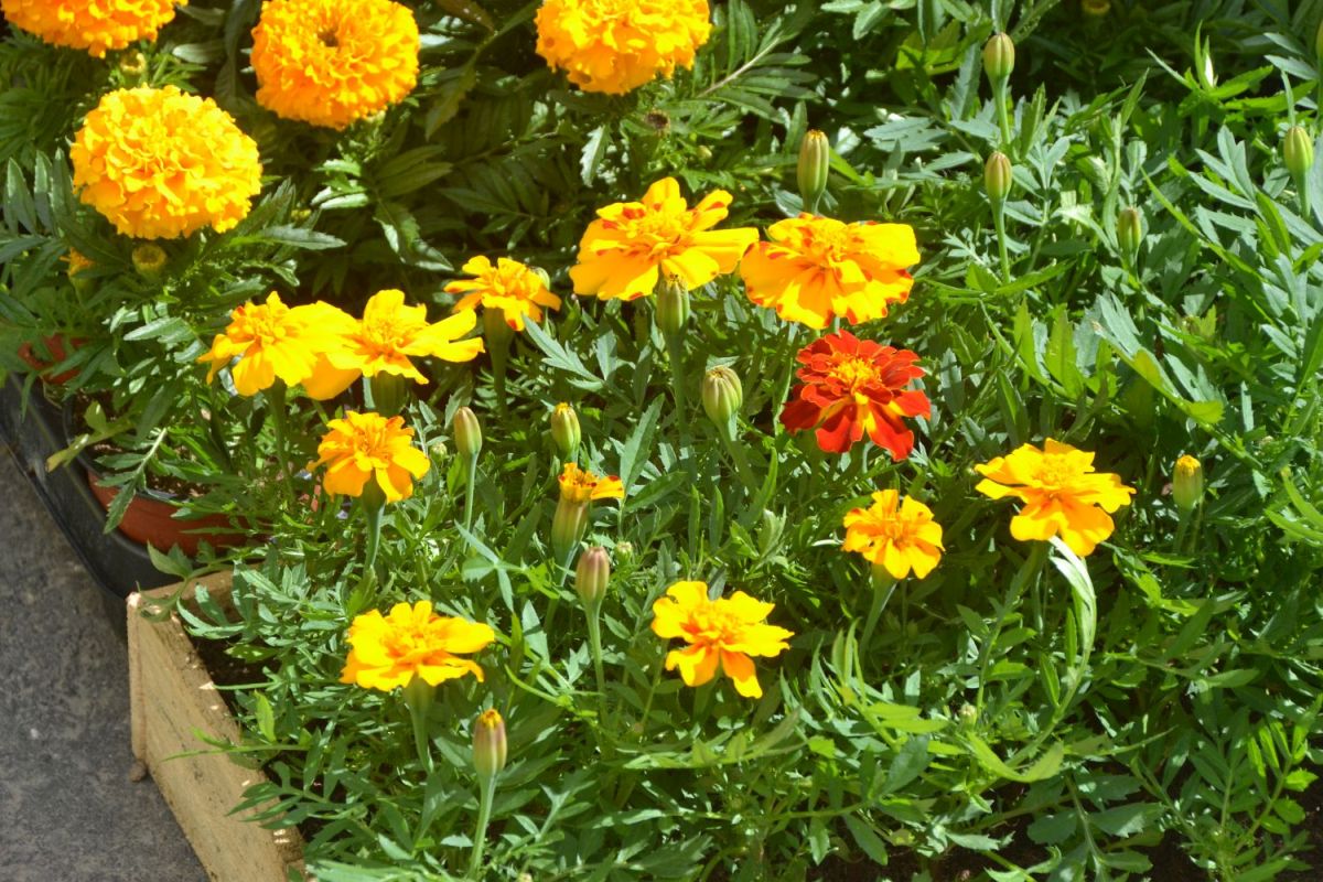 ����������� ������������ ��������� ����� ������� ������