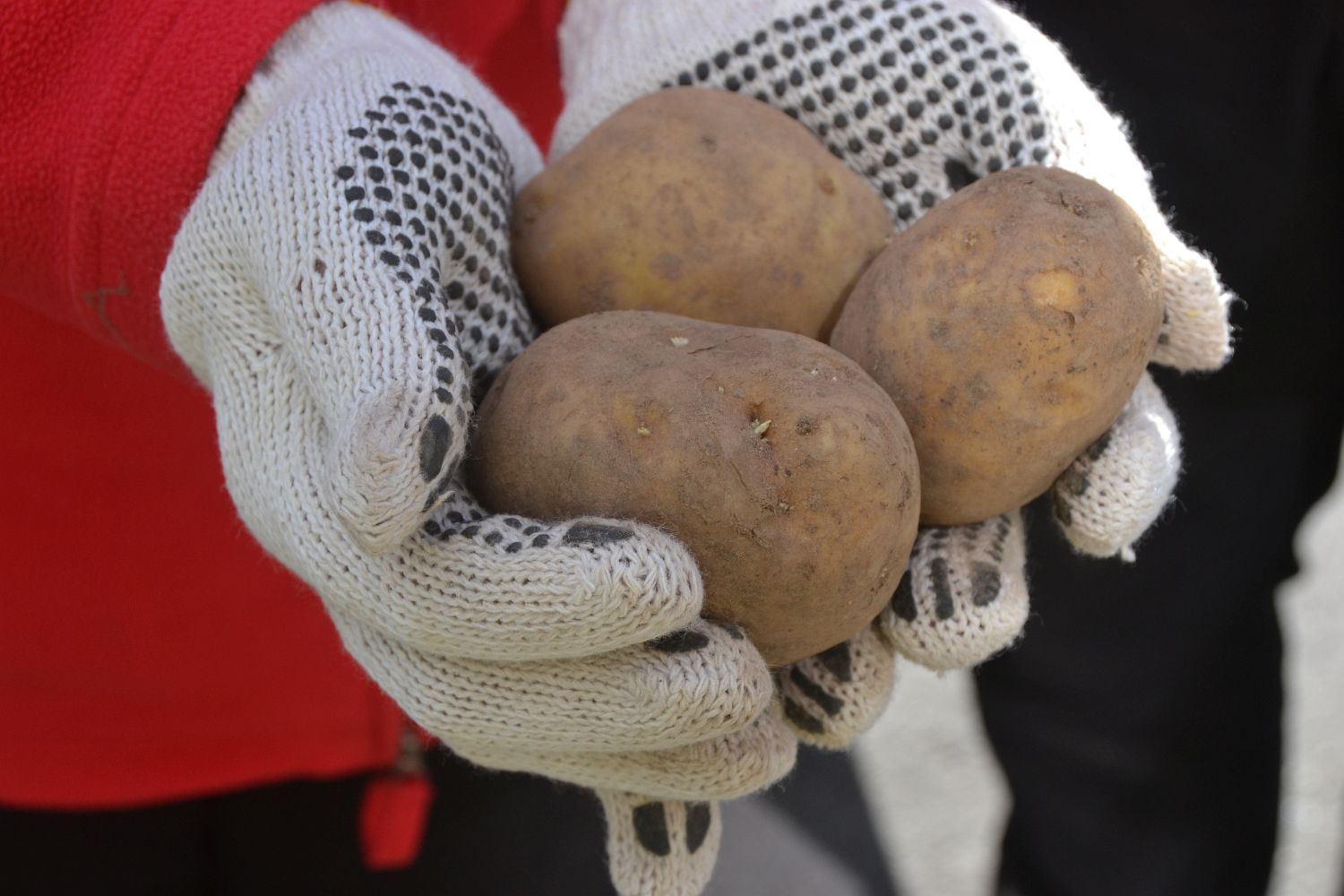 ����������� ������������ ��������� ����� ������� ������