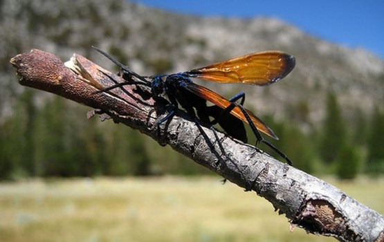 ������ ���������� ��������� � ����� ����������� ������