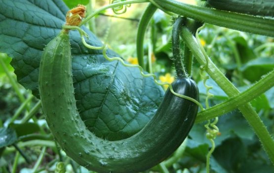 ��� ���������� ������, ���� ������ ������� � ������