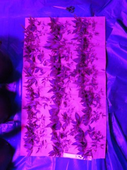 В комнате выращивали марихуану