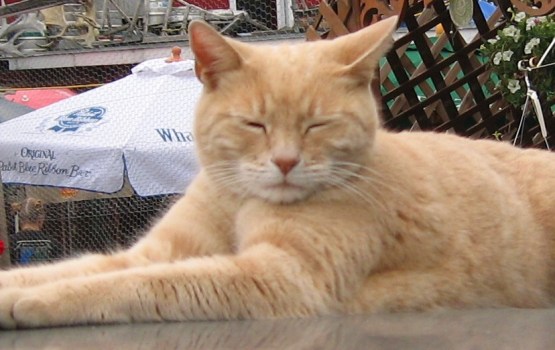 ���������� ��������� ���� ������ �� ������ ��� ���� � �������� 20 ���