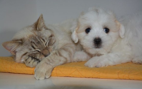 ������� ��������� ������������� �������� ����� � �����