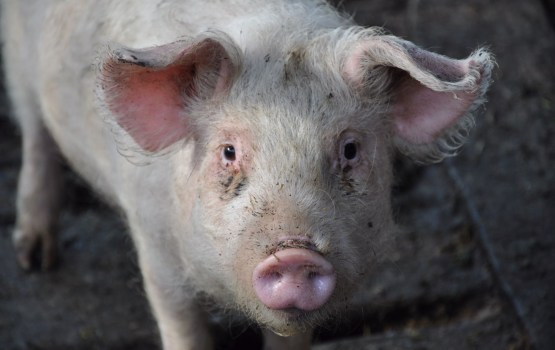 ������� ����������� ������ �� Latgales Bekons ���� �� ��������