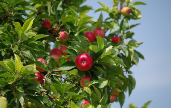 ������ ���������� ������ �������� ������