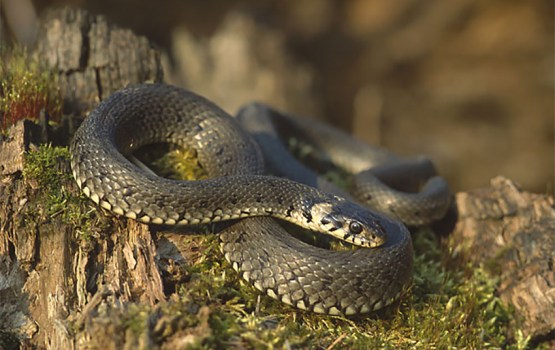 ������� �� �����