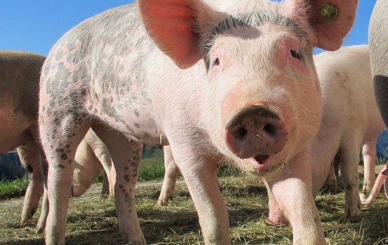 �� Latgales bekons ����� ����� ��������� ����� ������