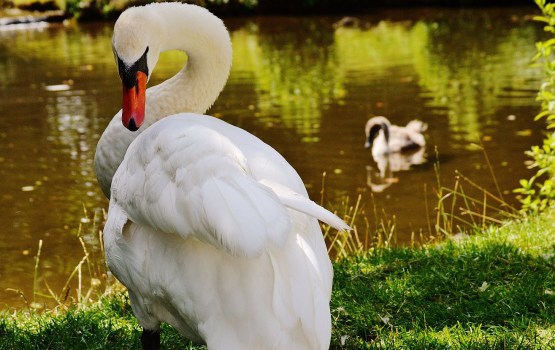 ������, � �������