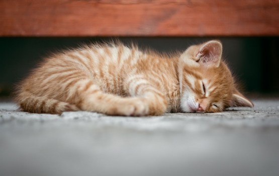 ��������: � ���� ������ ���� � � �������� �����