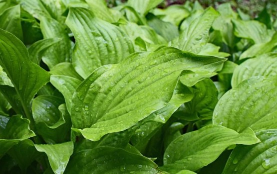 ������� ������������� ��������, ������� ������� ������ ��������