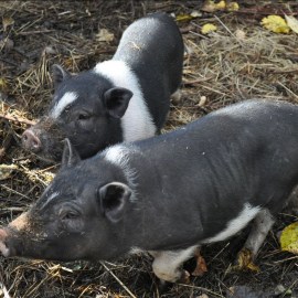 ��������� ���� ������� ��������