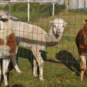 ��������� ���� ������� ��������