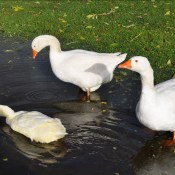 ��������� ���� ������� ��������