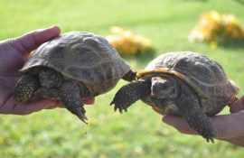 ��������� ���� ������� ��������