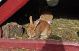 ��������� ���� ������� ��������