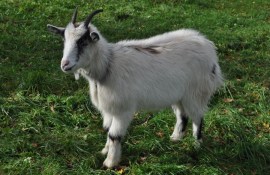 ��������� ���� ������� ��������