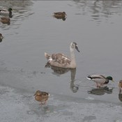 ��������: ����� ������� �������� ��������