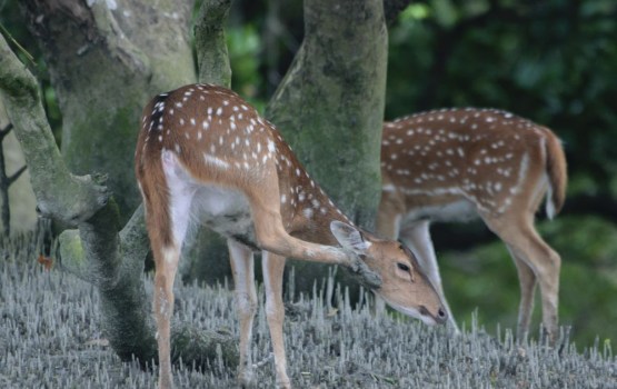 ���-5 ������ ����� ���� � ��� ��� �������