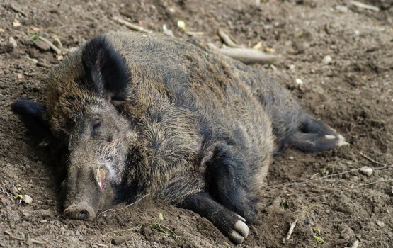 ��� ������� ���������� � ������ � ��������� �������