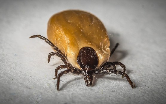 ������������� ������ �� ������