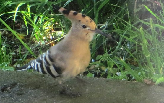 ������ �������: ��������� ��� ������ � ��� ���������� ������