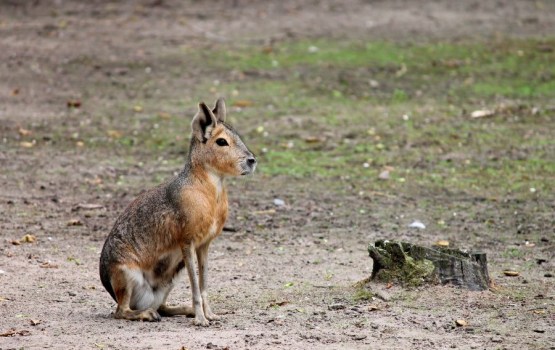 � ������ ��������� ������������ �������� - ����������� ����