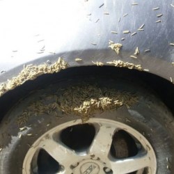 ��������� ����������� ���� � ���� (�����)