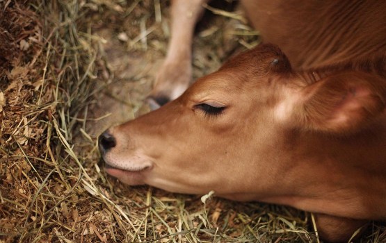 � ���������� ���� ��-�� ������ ��� ����������� �������� ����