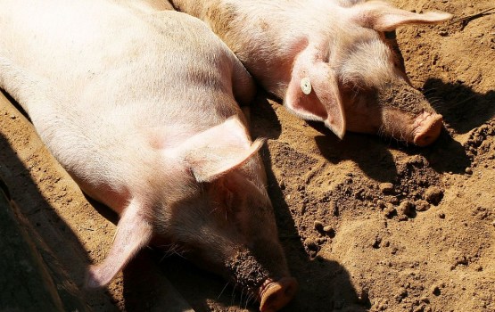 � ��������� ���� ��-�� ��� ������������� 27 ������