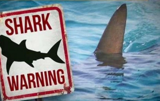 Два пляжа закрыты в Нью-Йорке из-за агрессивных акул