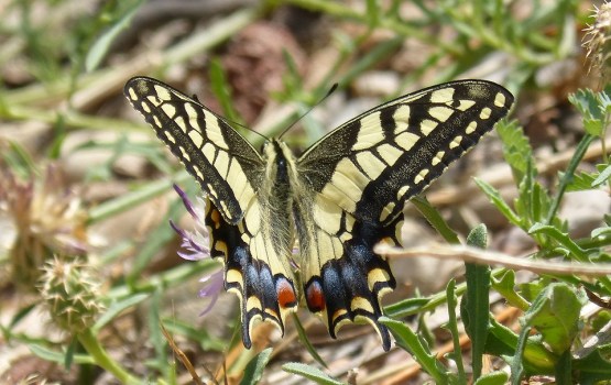 ������ �� ��, ��� � �������� ������� �������? (�����)