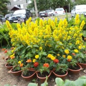 ��������: ��������� ������ ���������� �����