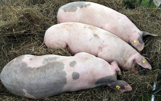 ����������� Druvas Unguri ����� ��������� ������� ����