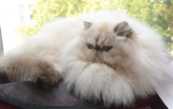 � ���������� ��������� ������ ����� ������