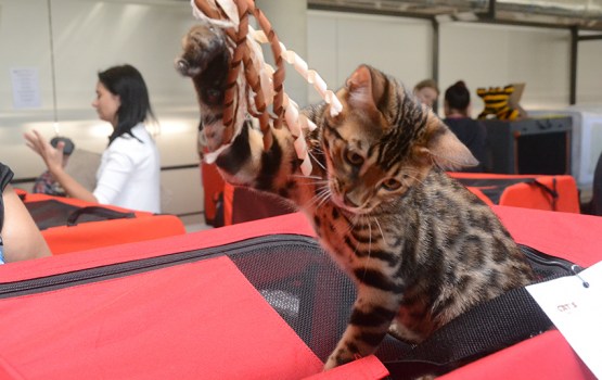 � ���������� ��������� ������ ����� ������