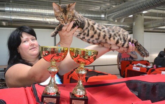 � ���������� ��������� ������ ����� ������