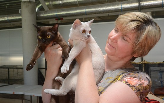 � ���������� ��������� ������ ����� ������