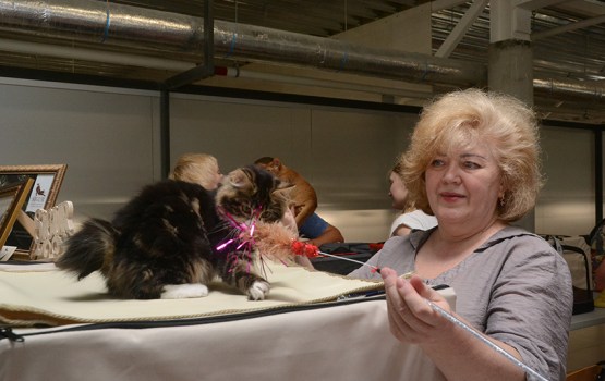 � ���������� ��������� ������ ����� ������