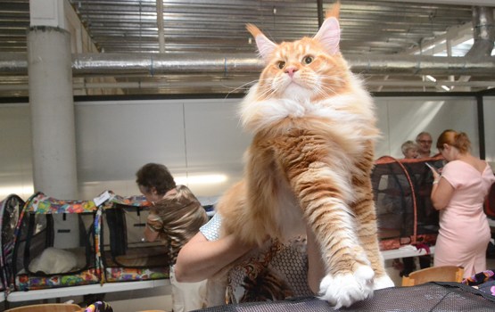 � ���������� ��������� ������ ����� ������