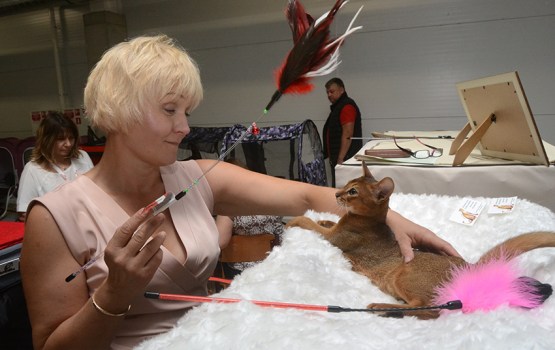 � ���������� ��������� ������ ����� ������