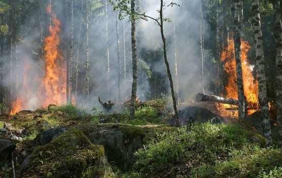 В Цесисе возник обширный лесной пожар