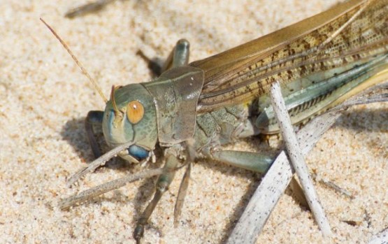 � ������ ������� ������ ��� �������