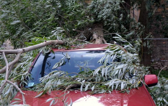 ГПСС получила более 100 вызовов из-за сломанных деревьев