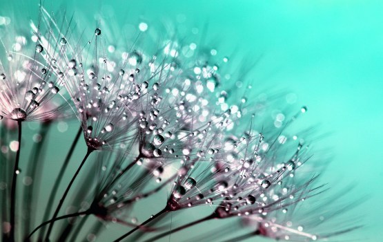 �� ���������� ������� ������� � Zaļo biologu skola
