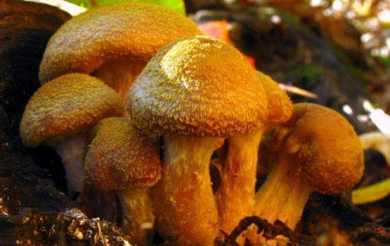 ������ ����� ������� �������� �� �����